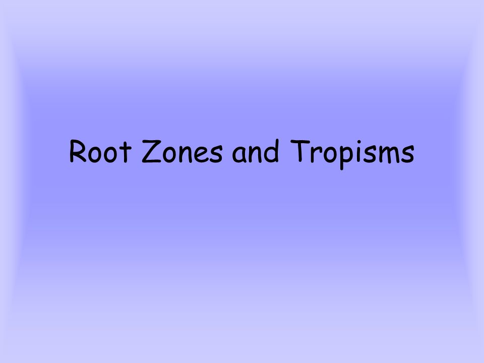 Root Zones and Tropisms