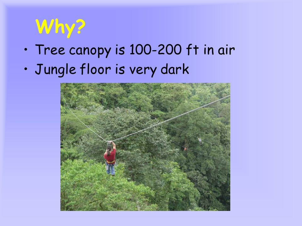 Why Tree canopy is ft in air Jungle floor is very dark