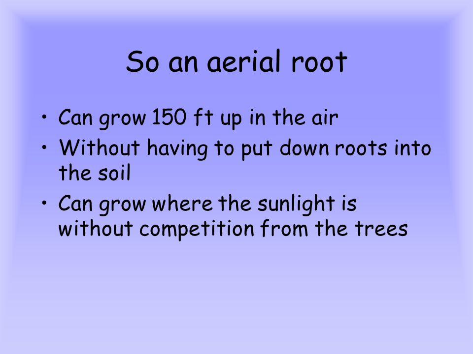 So an aerial root Can grow 150 ft up in the air Without having to put down roots into the soil Can grow where the sunlight is without competition from the trees