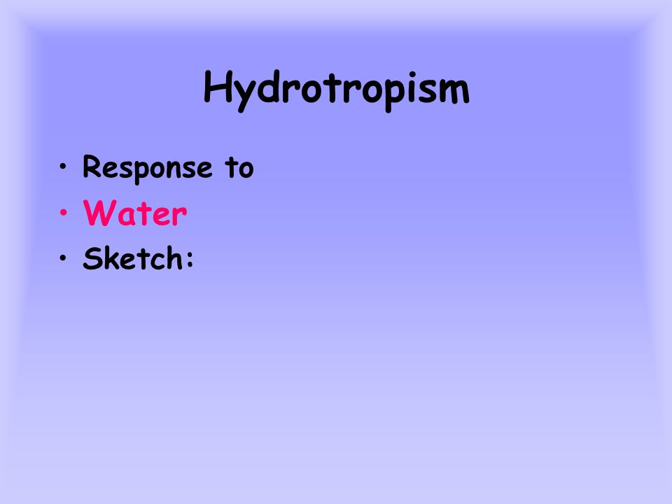 Hydrotropism Response to Water Sketch: