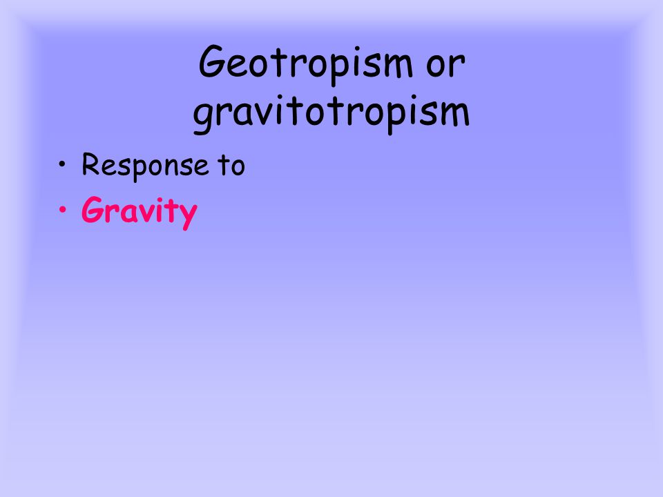 Geotropism or gravitotropism Response to Gravity