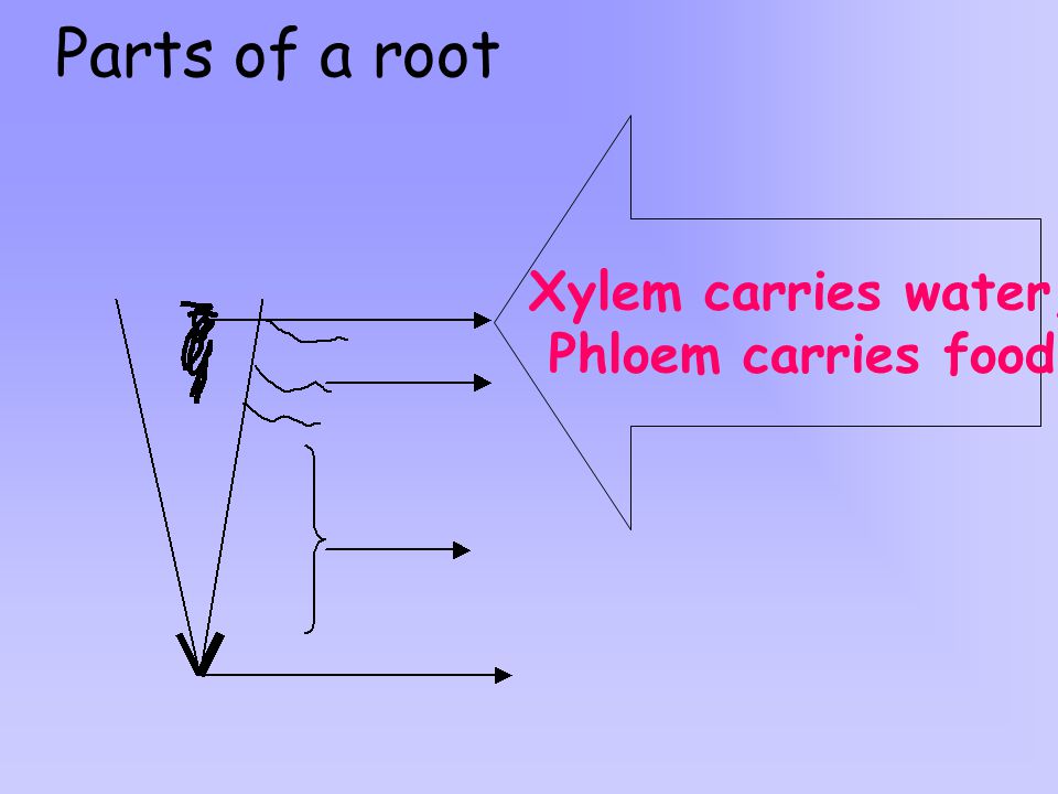 Parts of a root Xylem carries water, Phloem carries food