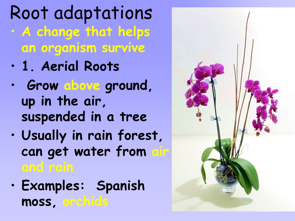 Root adaptations A change that helps an organism survive 1.