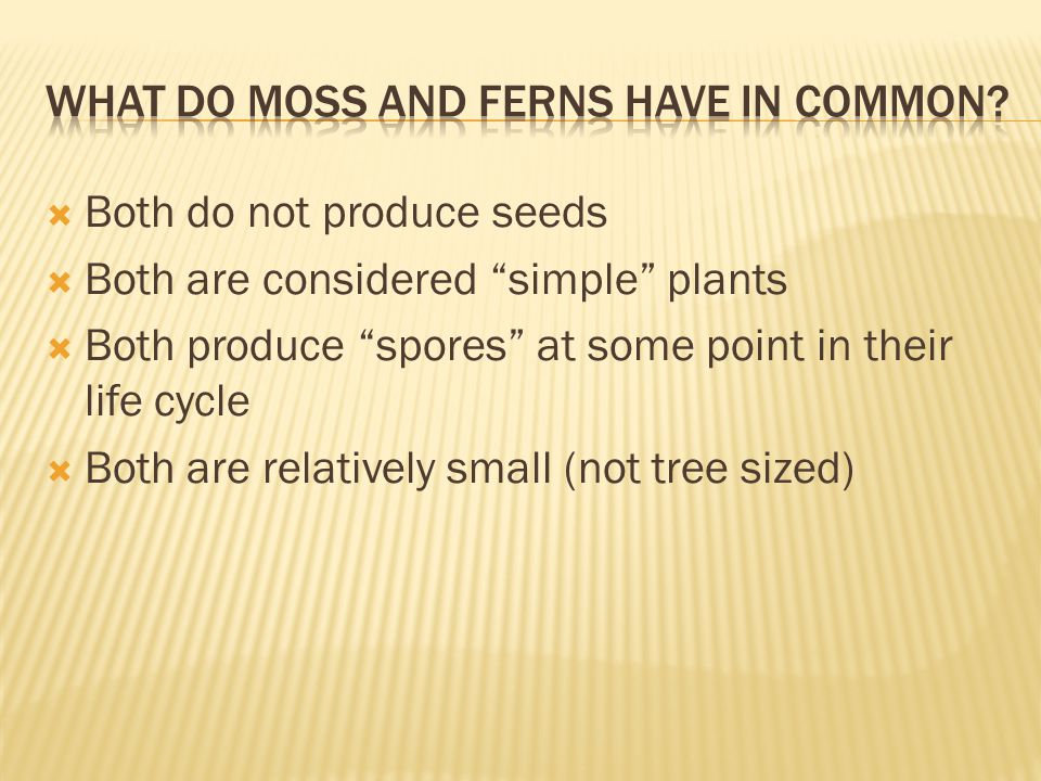  Both do not produce seeds  Both are considered simple plants  Both produce spores at some point in their life cycle  Both are relatively small (not tree sized)