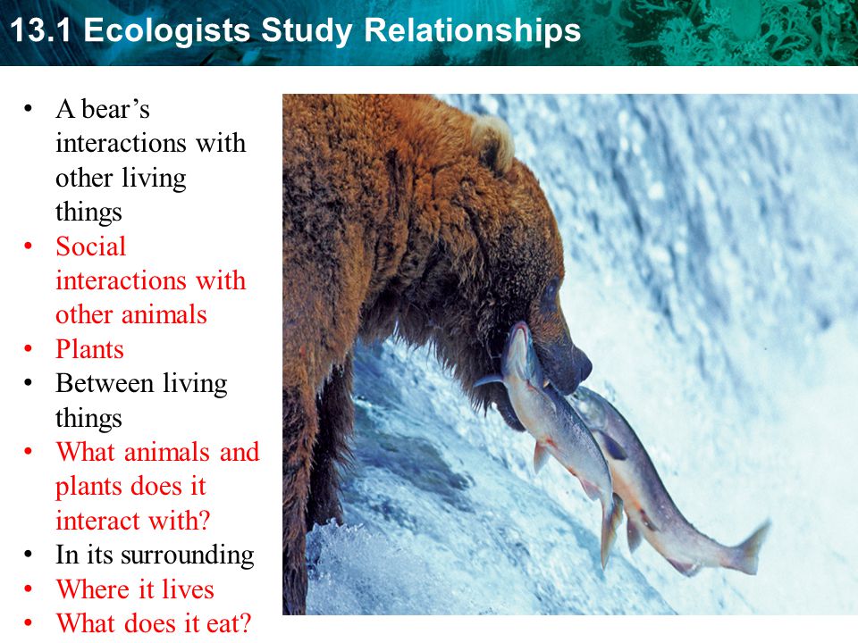  Ecologists Study Relationships Students will summarize the different  levels of organization that ecologists study AND will be able to describe  research. - ppt download