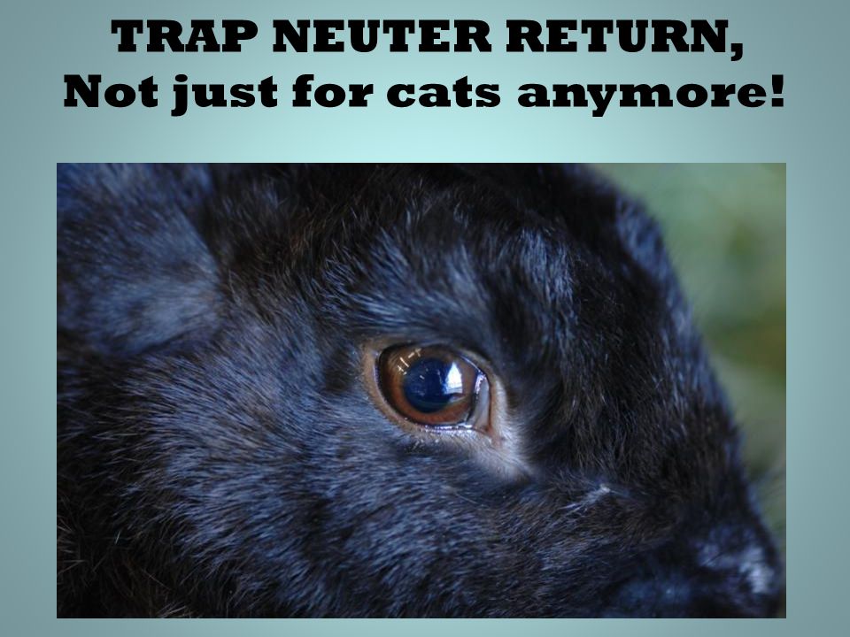 TRAP NEUTER RETURN, Not just for cats anymore!