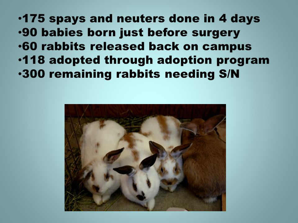 175 spays and neuters done in 4 days 90 babies born just before surgery 60 rabbits released back on campus 118 adopted through adoption program 300 remaining rabbits needing S/N