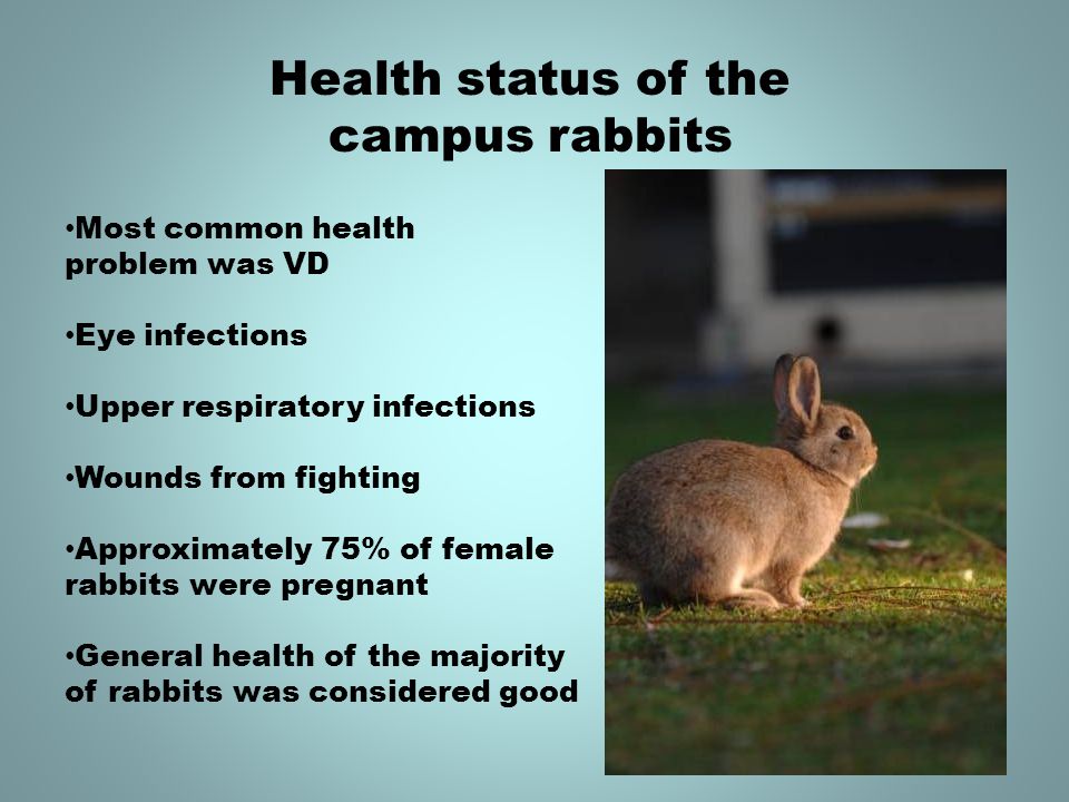 Health status of the campus rabbits Most common health problem was VD Eye infections Upper respiratory infections Wounds from fighting Approximately 75% of female rabbits were pregnant General health of the majority of rabbits was considered good