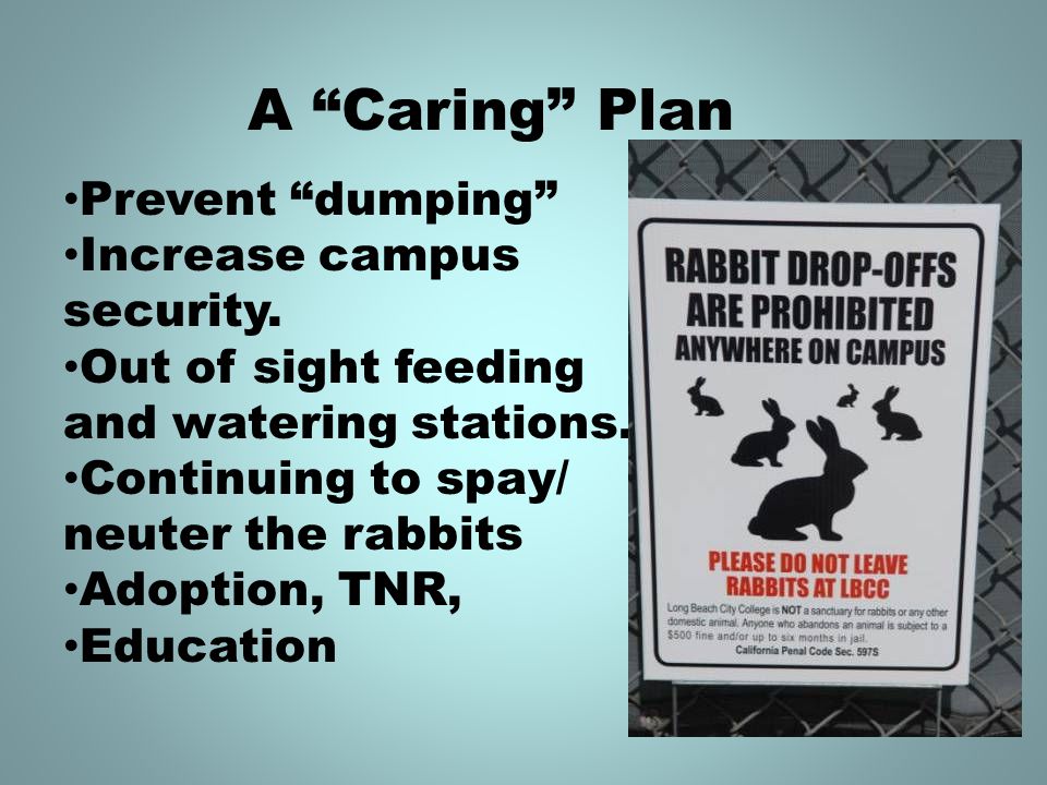 A Caring Plan Prevent dumping Increase campus security.