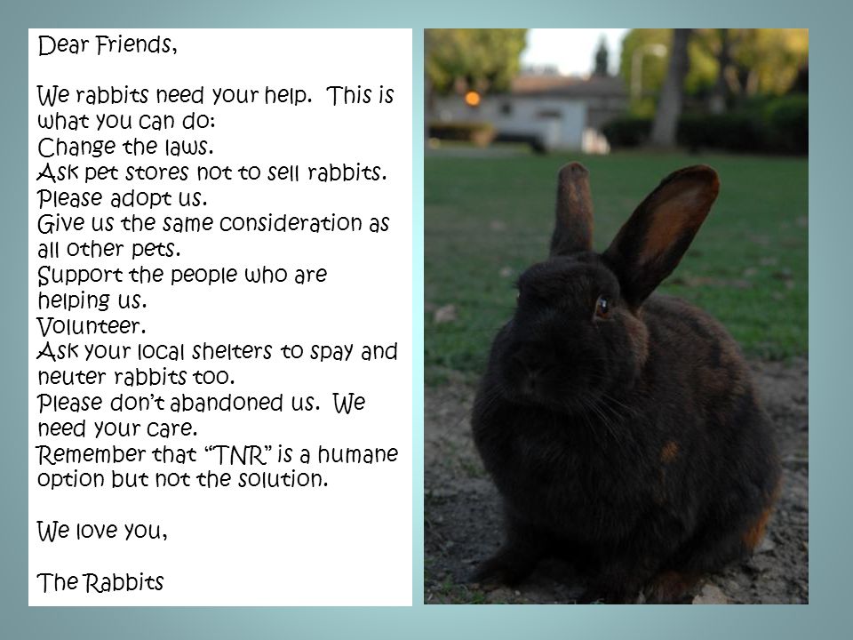 Dear Friends, We rabbits need your help. This is what you can do: Change the laws.