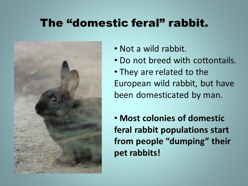 The domestic feral rabbit. Not a wild rabbit. Do not breed with cottontails.