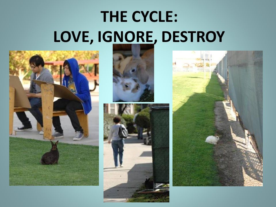 THE CYCLE: LOVE, IGNORE, DESTROY