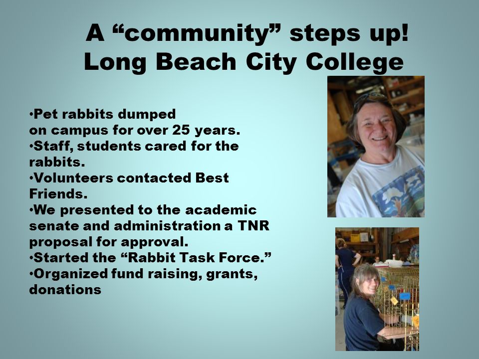 A community steps up. Long Beach City College Pet rabbits dumped on campus for over 25 years.