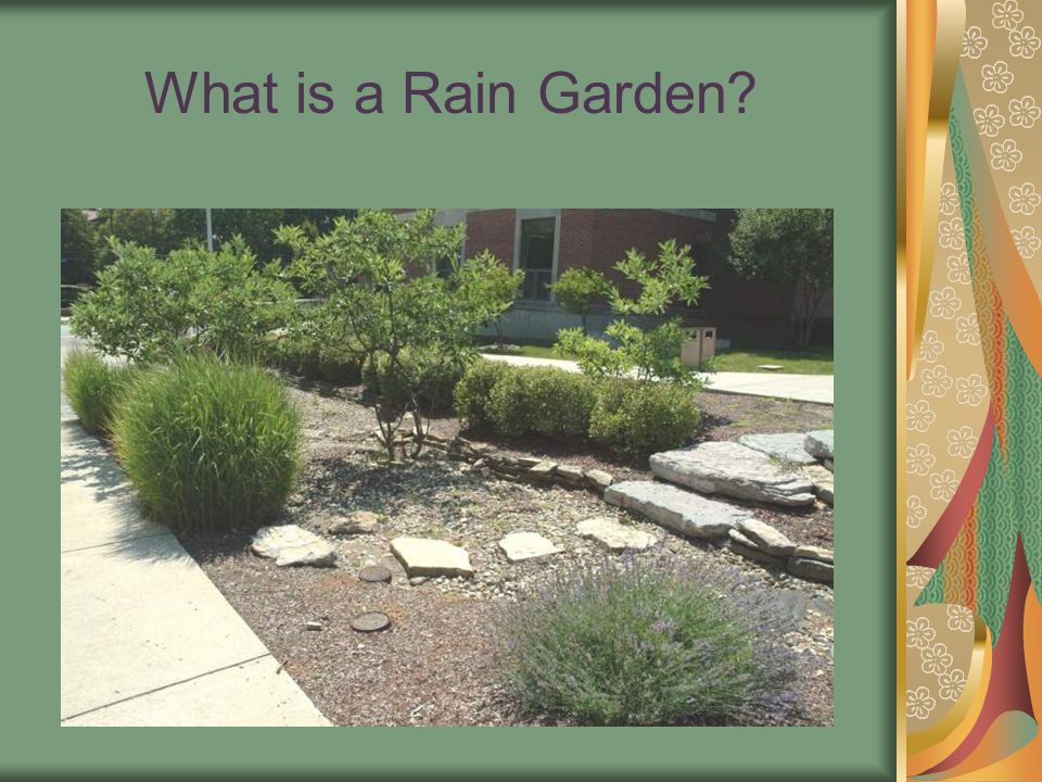 What is a Rain Garden