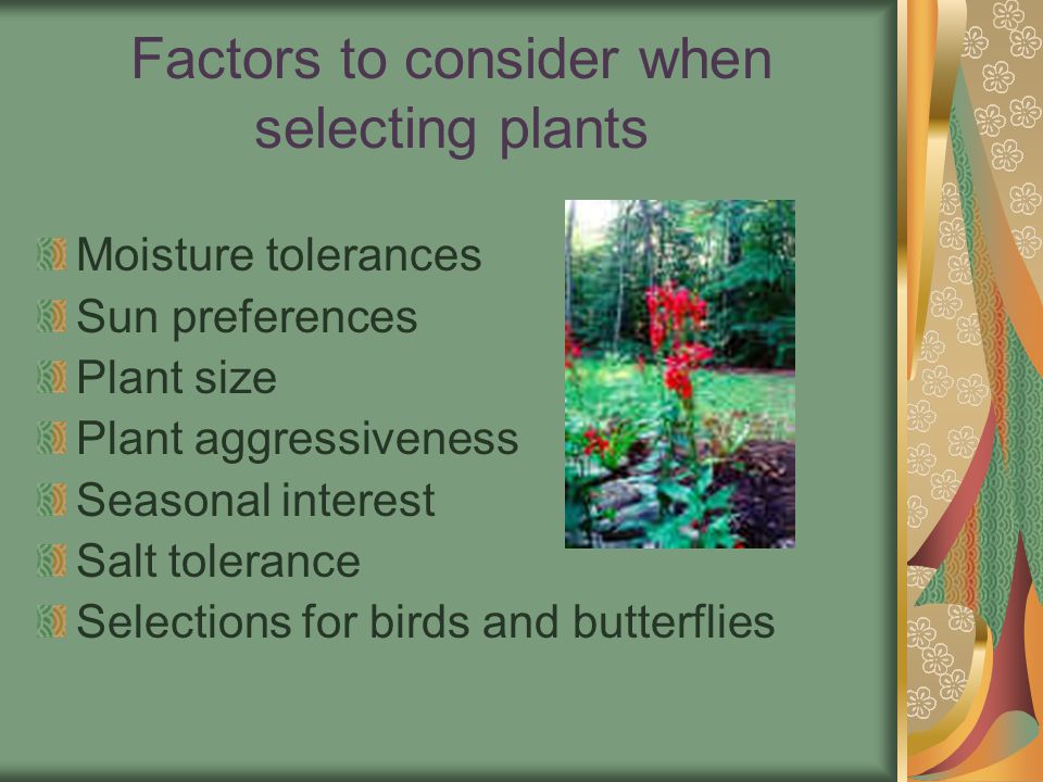 Factors to consider when selecting plants Moisture tolerances Sun preferences Plant size Plant aggressiveness Seasonal interest Salt tolerance Selections for birds and butterflies