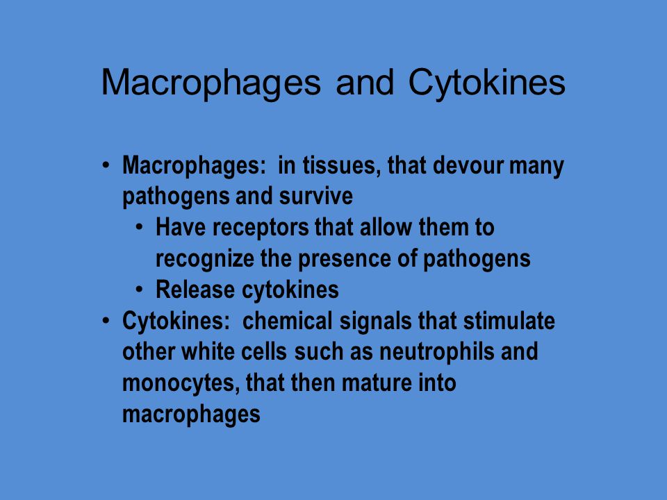 Macrophages and Cytokines Macrophages: in tissues, that devour many pathogens and survive Have receptors that allow them to recognize the presence of pathogens Release cytokines Cytokines: chemical signals that stimulate other white cells such as neutrophils and monocytes, that then mature into macrophages