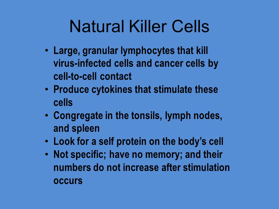 Natural Killer Cells Large, granular lymphocytes that kill virus-infected cells and cancer cells by cell-to-cell contact Produce cytokines that stimulate these cells Congregate in the tonsils, lymph nodes, and spleen Look for a self protein on the body’s cell Not specific; have no memory; and their numbers do not increase after stimulation occurs