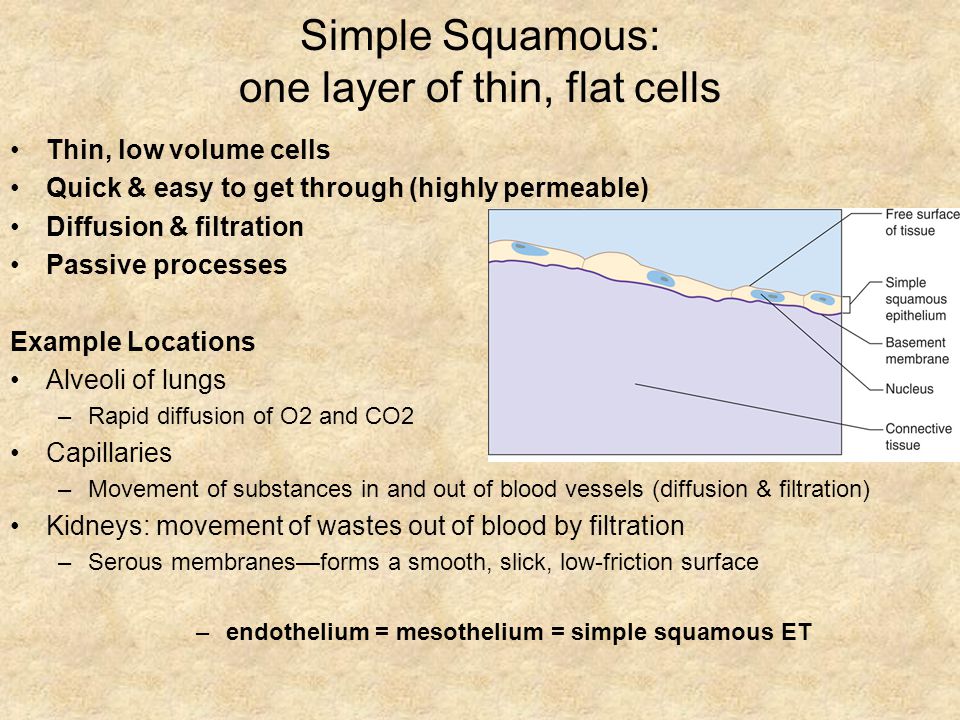 Simple Squamous: one layer of thin, flat cells Thin, low volume cells Quick & easy to get through (highly permeable) Diffusion & filtration Passive processes Example Locations Alveoli of lungs –Rapid diffusion of O2 and CO2 Capillaries –Movement of substances in and out of blood vessels (diffusion & filtration) Kidneys: movement of wastes out of blood by filtration –Serous membranes—forms a smooth, slick, low-friction surface –endothelium = mesothelium = simple squamous ET