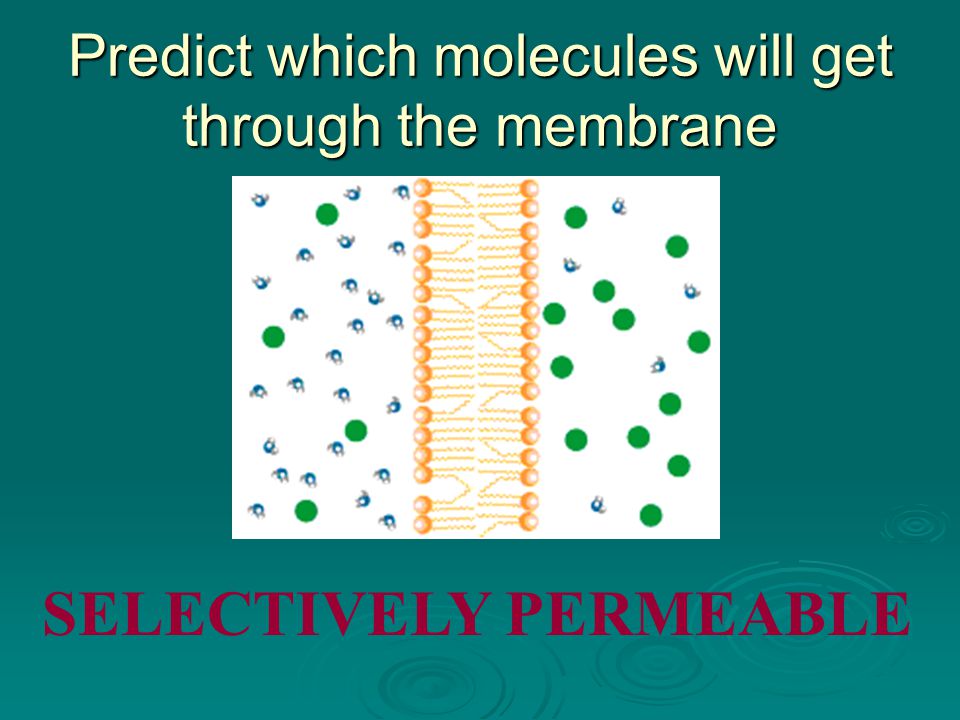 Predict which molecules will get through the membrane SELECTIVELY PERMEABLE