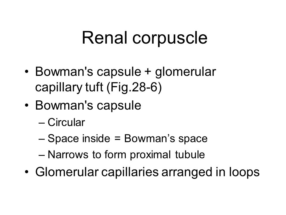 Renal corpuscle Bowman s capsule + glomerular capillary tuft (Fig.28-6) Bowman s capsule –Circular –Space inside = Bowman’s space –Narrows to form proximal tubule Glomerular capillaries arranged in loops