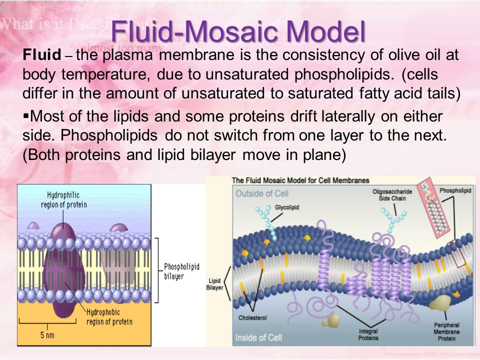 Part 1 Structure And Models Of Biological Membranes Ppt Download