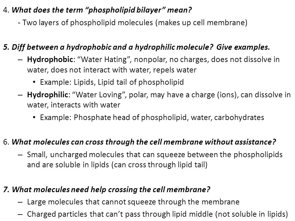 4. What does the term phospholipid bilayer mean.