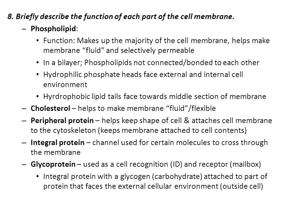 8. Briefly describe the function of each part of the cell membrane.