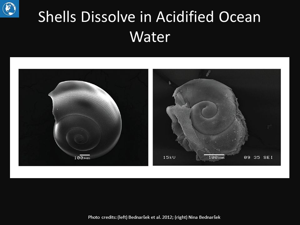 Shells Dissolve in Acidified Ocean Water Photo credits: (left) Bednaršek et al.