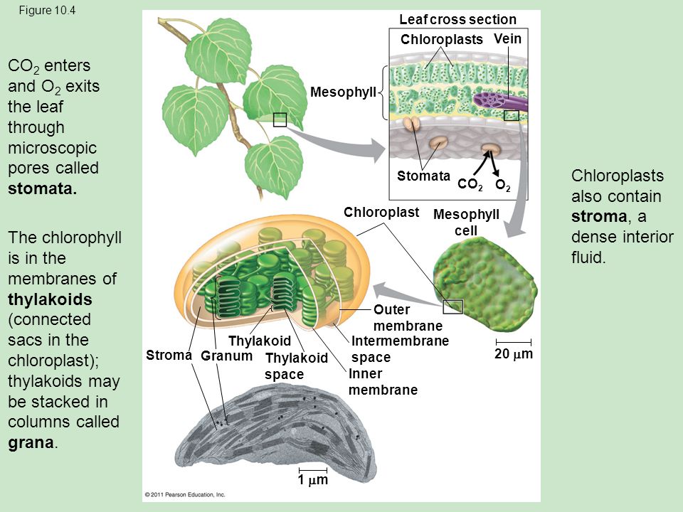 LECTURE PRESENTATIONS For CAMPBELL BIOLOGY, NINTH EDITION Jane B. Reece ...