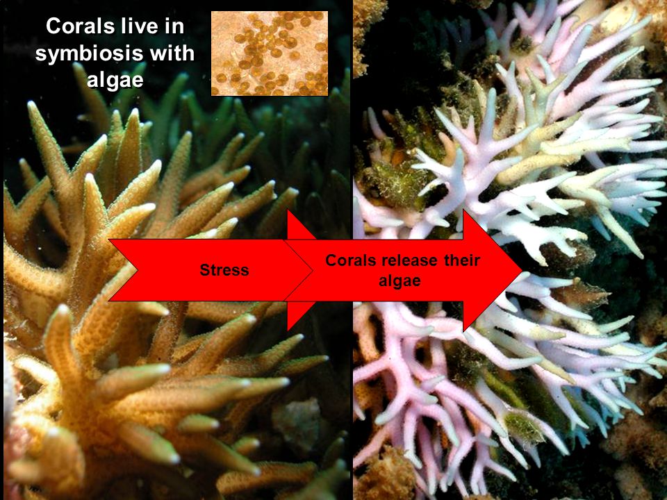 Stress Corals live in symbiosis with algae Corals release their algae