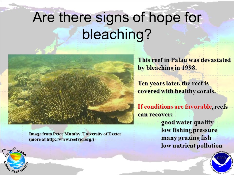 Are there signs of hope for bleaching. This reef in Palau was devastated by bleaching in