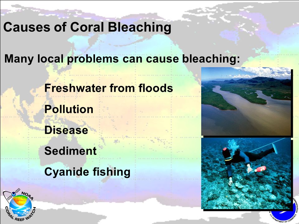 Freshwater from floods Pollution Disease Sediment Cyanide fishing Many local problems can cause bleaching: Causes of Coral Bleaching