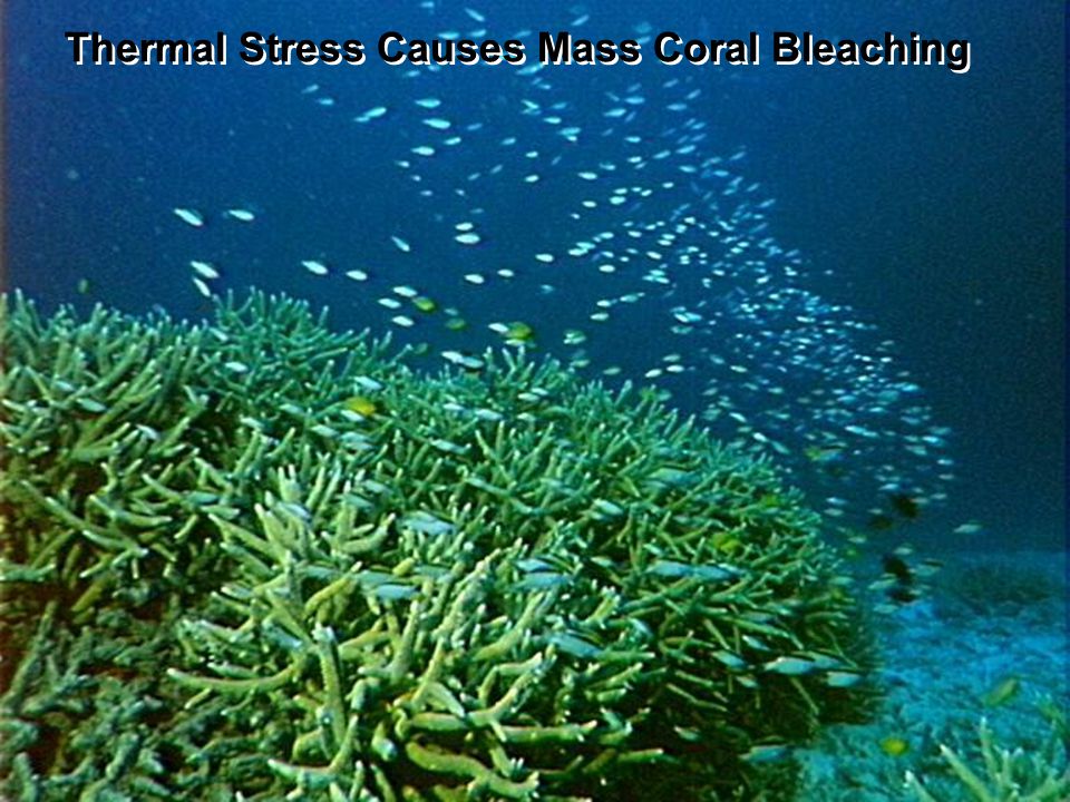 Thermal Stress Causes Mass Coral Bleaching