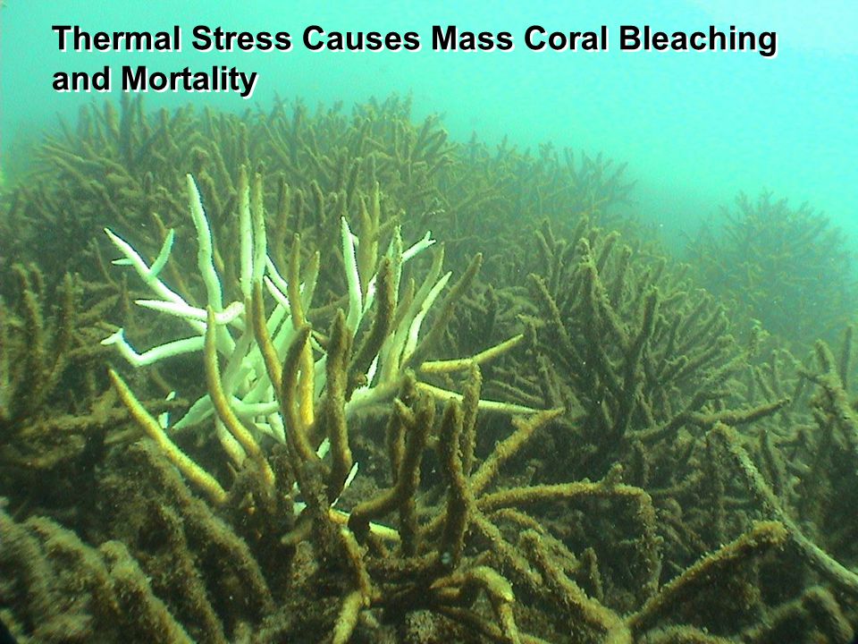 and Mortality Thermal Stress Causes Mass Coral Bleaching and Mortality