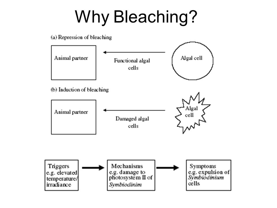 Why Bleaching