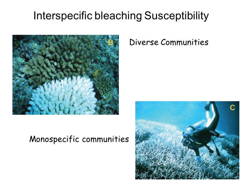 Interspecific bleaching Susceptibility Diverse Communities Monospecific communities