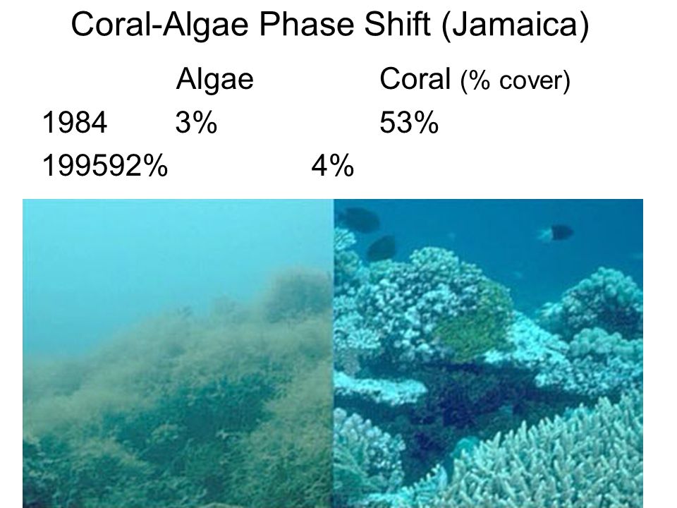 Coral-Algae Phase Shift (Jamaica) AlgaeCoral (% cover) %53% %4%