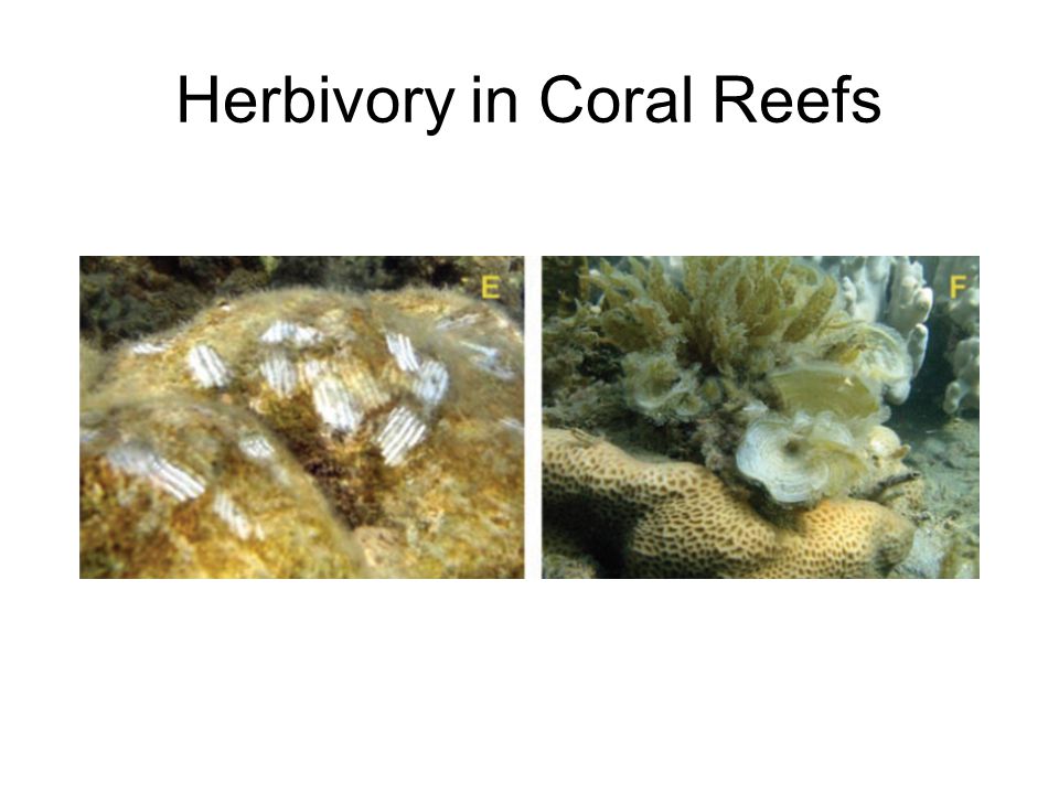 Herbivory in Coral Reefs