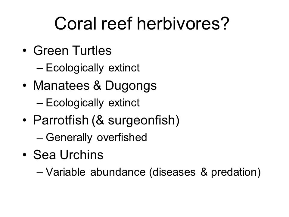 Coral reef herbivores.
