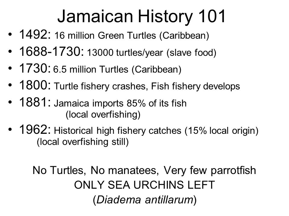 Jamaican History : 16 million Green Turtles (Caribbean) : turtles/year (slave food) 1730: 6.5 million Turtles (Caribbean) 1800: Turtle fishery crashes, Fish fishery develops 1881: Jamaica imports 85% of its fish (local overfishing) 1962: Historical high fishery catches (15% local origin) (local overfishing still) No Turtles, No manatees, Very few parrotfish ONLY SEA URCHINS LEFT (Diadema antillarum)