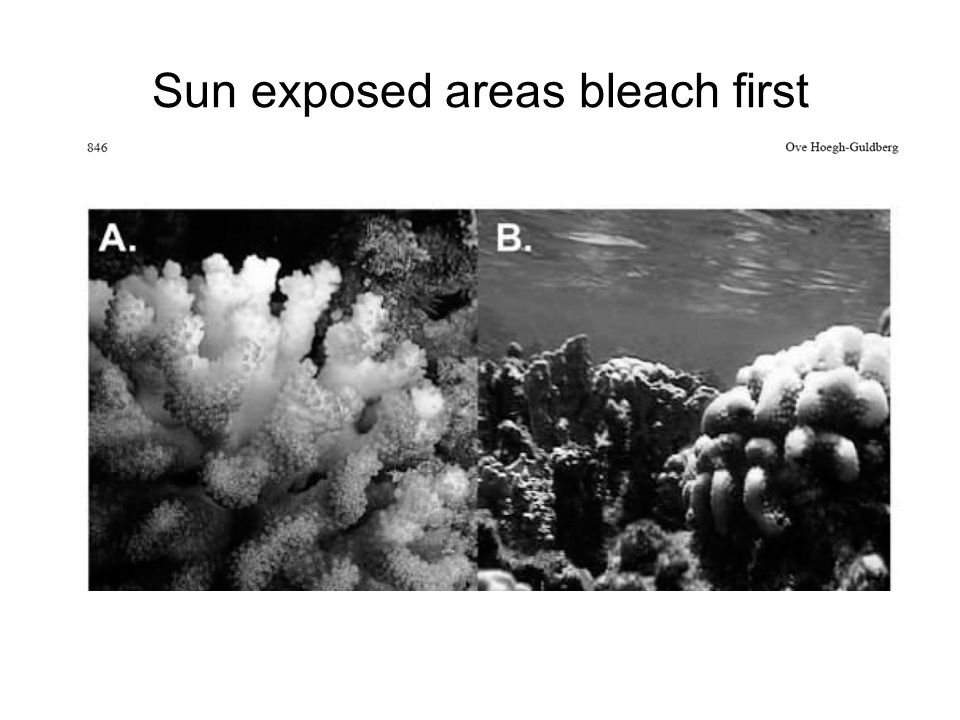 Sun exposed areas bleach first