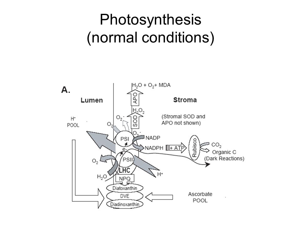 Photosynthesis (normal conditions)
