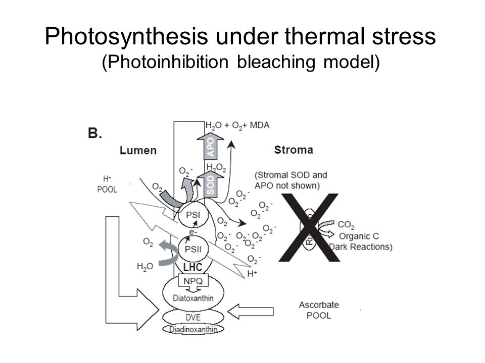 Photosynthesis under thermal stress (Photoinhibition bleaching model)