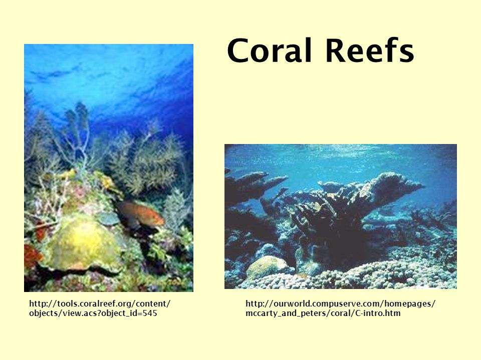 mccarty_and_peters/coral/C-intro.htm Coral Reefs   objects/view.acs object_id=545