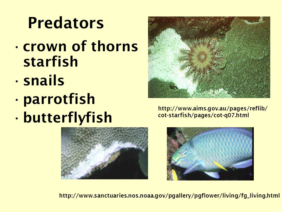 Predators crown of thorns starfish snails parrotfish butterflyfish   cot-starfish/pages/cot-q07.html
