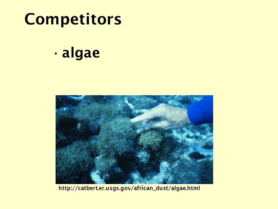 Competitors algae