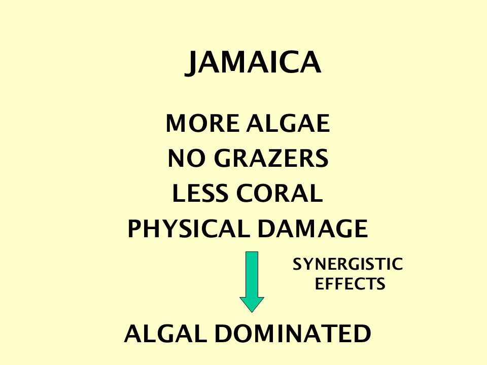 MORE ALGAE NO GRAZERS LESS CORAL PHYSICAL DAMAGE ALGAL DOMINATED SYNERGISTIC EFFECTS JAMAICA