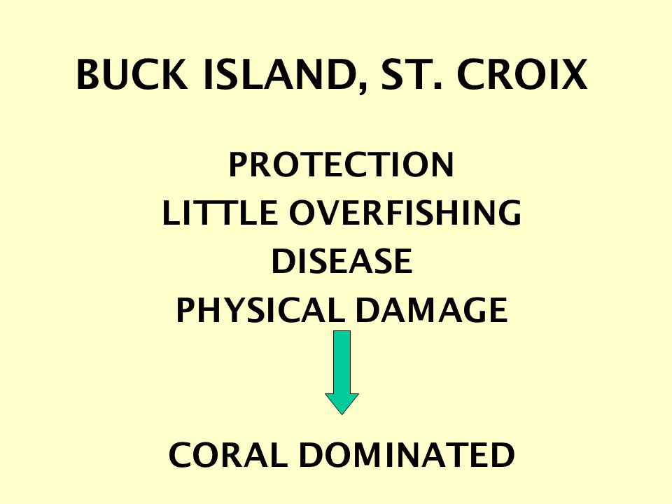 PROTECTION LITTLE OVERFISHING DISEASE PHYSICAL DAMAGE CORAL DOMINATED BUCK ISLAND, ST. CROIX