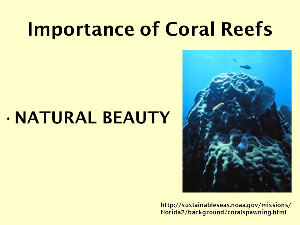 Importance of Coral Reefs NATURAL BEAUTY   florida2/background/coralspawning.html
