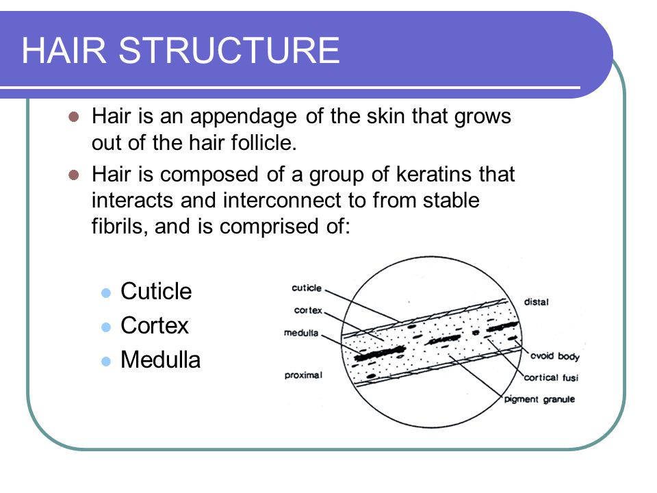 TYPES OF HAIRS Primordial hairs - appear as early as the beginning of the  third month of gestation; grows on the upper lip, eyebrows, palms and soles  of. - ppt download